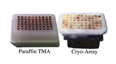 2mm (60 Core) Arraymold Paraffin TMA & Frozen OCT Array